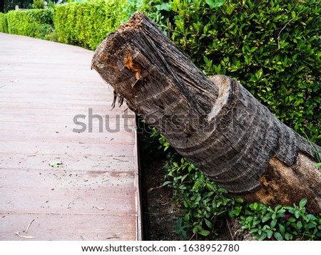 Dead tree stump green color neture
