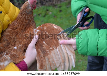 Holding a free range chicken and clipping its wing feathers with scissors to stop it flying away 