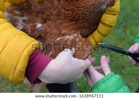 Holding a free range chicken and clipping its wing feathers with scissors to stop it flying away 