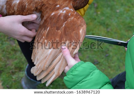 Holding a free range chicken and clipping its wing feathers with scissors to stop it flying away 