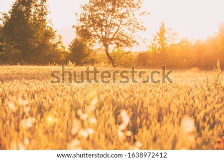 wheat field at summer sunset
