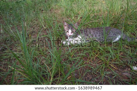 Cute domestic cat lying on the ground in the garden.