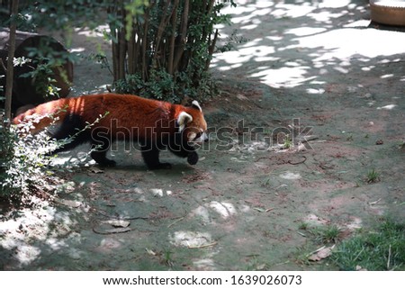 Red panda, cute little animal.