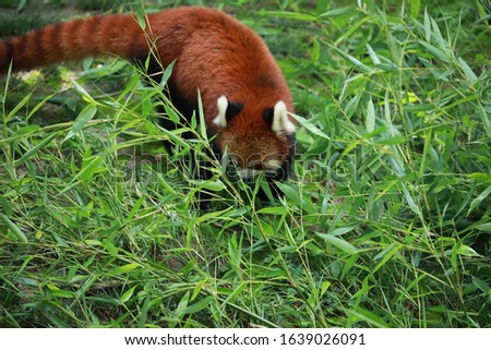 Red panda, cute little animal.