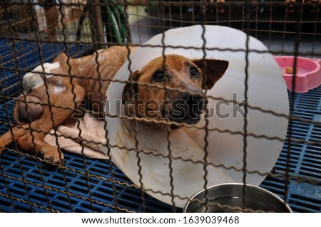 Blurred a homeless old dog's face who wearing a protective veterinary collar after a surgical operation inside the cage at animal shelter Royalty-Free Stock Photo #1639039468