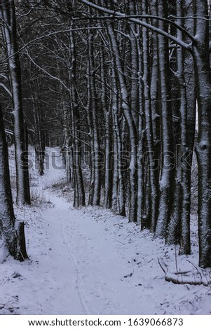 winter  alley with maple,linden and poplar trees,road through the trees ,covered with snow