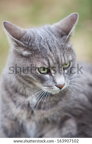 close image of an ash gray kitten playing outdoors
