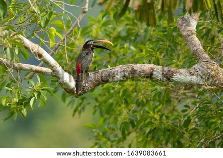 Chestnut-eared aracari, or chestnut-eared araçari (Pteroglossus castanotis), is a bird native to central and south-eastern South America. 