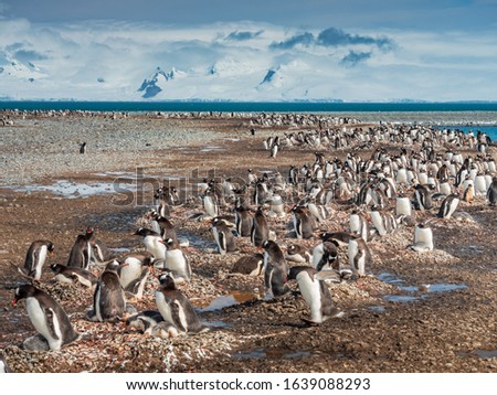 huge group of penguins families on the beach