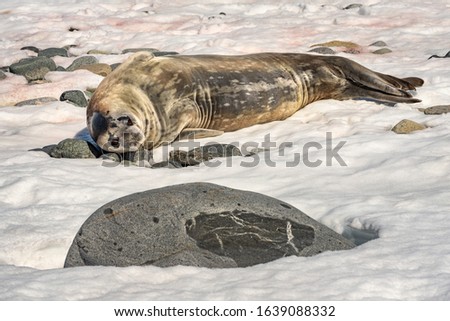 seal resting behind stone on the snow in Antarctica