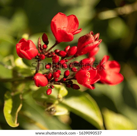Red flowers of tropical milkweed, close-up, defocused background.
