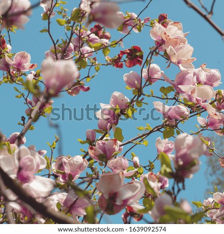 Close-up of blooming tree magnolia branches with flowers. Wallpaper, background and texture. Creative processing, selective focus, bokeh.