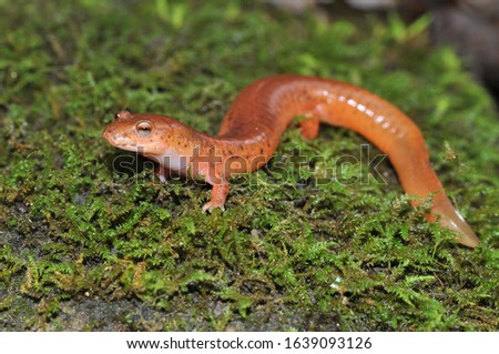 Kentucky Spring salamander macro portrait