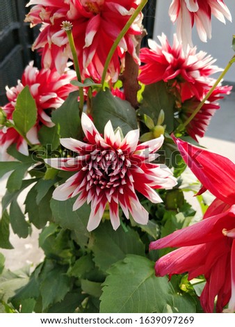 Bright red coloured dahlia flowers in a garden on a dahlia plant.