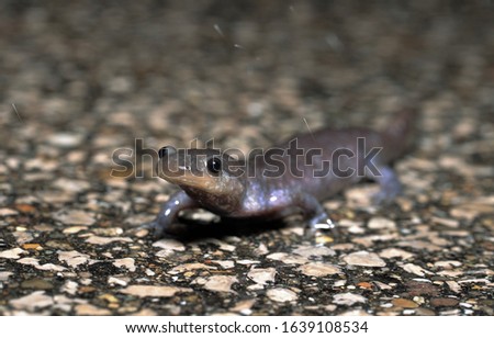 Jefferson salamander macro portrait on wet road at night