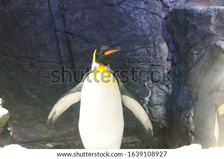 Penguin bred in aquarium pool