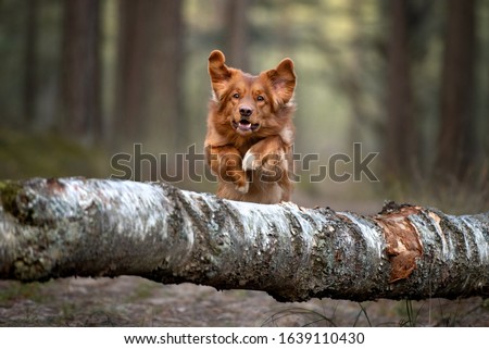 happy retriever dog jumping over a tree in the forest Royalty-Free Stock Photo #1639110430