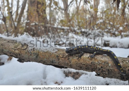 Spotted salamander wide angle portrait in the snow