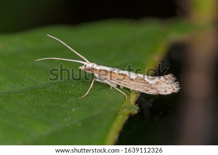 The diamondback moth (Plutella xylostella), sometimes called the cabbage moth, is a moth species of the family Plutellidae.  Royalty-Free Stock Photo #1639112326
