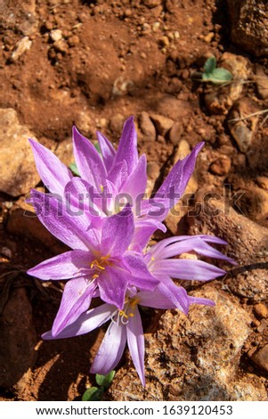 a single purple flowers in bloom covered in small raindrops in Marbella