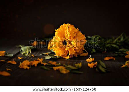 Still life, yellow roses on a black background. - Image