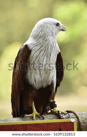 wonderful close-up of the Javanese Eagle