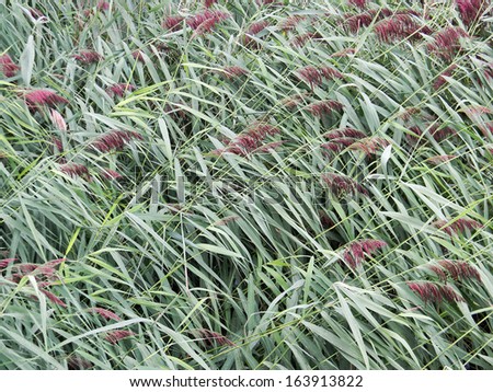 detail color photography of rushes