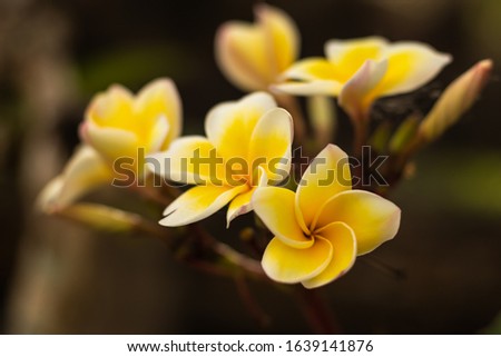 Branch of white and yellow Frangipani flowers. Blossom Plumeria flowers on dark blurred background. Flower background for wedding decoration. Romantic concept. Bali, Indonesia