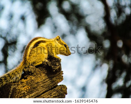 Picture of a squirrel looking down from the top of a tree, watching its mates play.
The bokeh created by the leaves of the tree adds to the glory of the image.