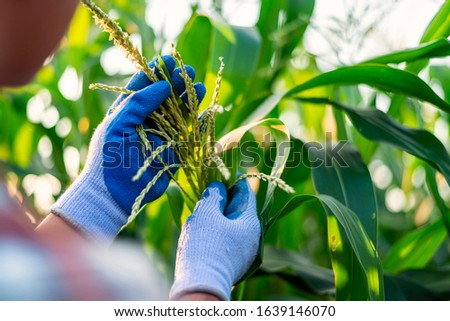 Close-up of a picture of a smart-farm man caught at the top of a corn plant.