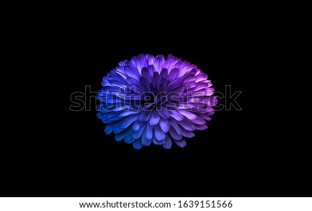 Abstract blue and purple calendula officinalis, pot marigold flower isolated on black background