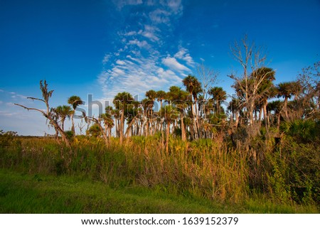 Florida nature blue sky forests animals 
