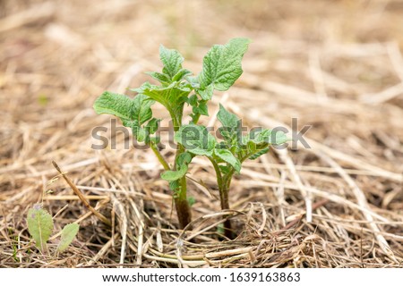 No dig gardening: side view of young potato sprouts growing in a mulch bedding of straw. Royalty-Free Stock Photo #1639163863