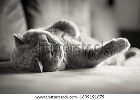 British Short hair cat relaxing while lying down on a grey couch with her legs up in a house in Edinburgh, Scotland, United Kingdom