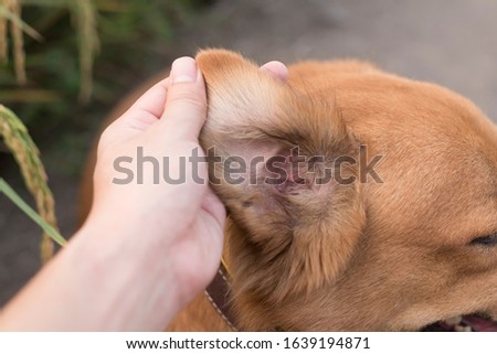 Brown dog with human hand open dog ear