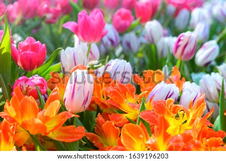 Macro of a white and pink tulip under a stream of water and in its field full of multicolored tulips