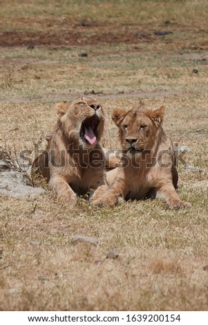 Lions, Wildlife in Ngorongoro Crater in Africa.