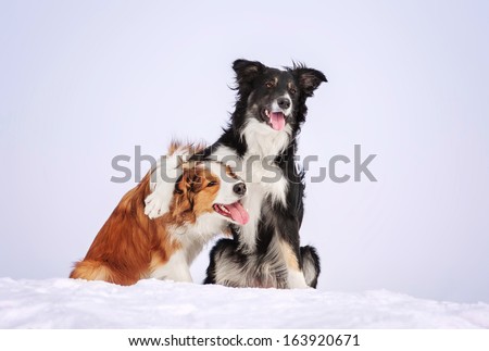 Two border collies on a winter walk Royalty-Free Stock Photo #163920671
