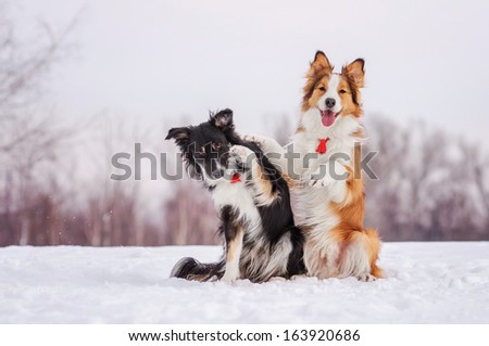 Two border collies on a winter walk Royalty-Free Stock Photo #163920686