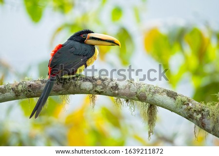 Pale-mandibled aracari, or pale-mandibled araçari (Pteroglossus erythropygius), is a species of bird in the family Ramphastidae. It is found in western Ecuador and Peru. 