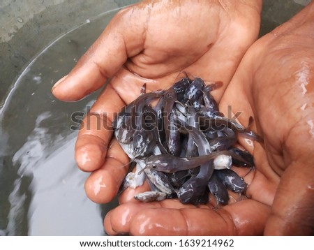 Baby catfish in the Indian fishery farms very small both live and dead, taken on Madhupur, Jharkhand, India on 20/11/2019 Royalty-Free Stock Photo #1639214962