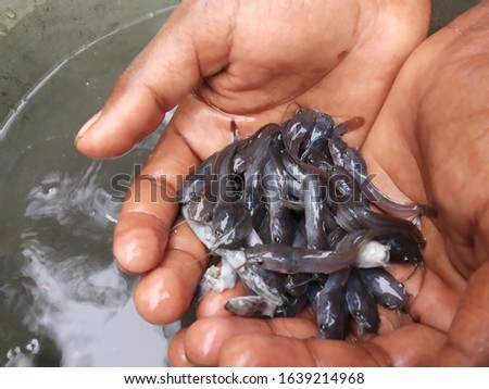 Baby catfish in the Indian fishery farms very small both live and dead, taken on Madhupur, Jharkhand, India on 20/11/2019 Royalty-Free Stock Photo #1639214968
