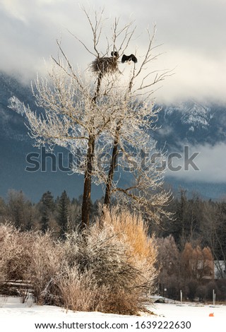 Eagles nesting on lake windermere in British Columbia