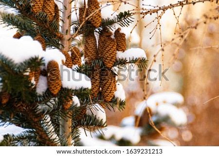 Background with a Christmas tree covered with snow and beautiful long cones illuminated by the warm sunset sun.