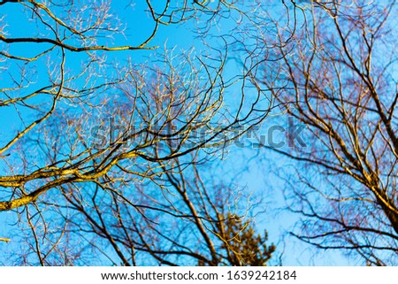 Abstract background with tree branches illuminated by the warm sunset sun against the blue sky. Screensaver with beautiful abstraction with intertwining tree branches in a clear sky.