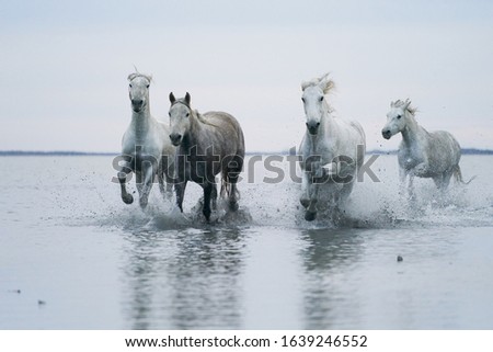  Wild white horses running in the water                              