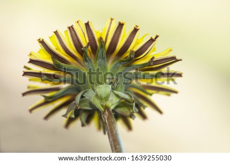 Taraxacum species dandelion edible yellow flower very common in the meadows in spring and late winter flash lighting