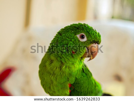 Grey eyed conure looking at camera in side profile Royalty-Free Stock Photo #1639262833