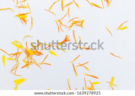 Fresh fresh yellow, orange, red scattered calendula petals. The concept of natural backgrounds. Design.