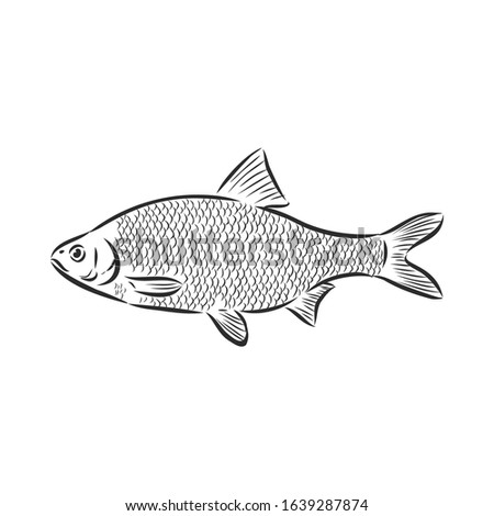River fish, vector sketch illustration 